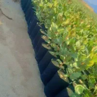 فروش عمده بیجه پسه