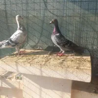 مسافتی کبوتر