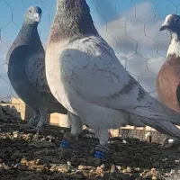 سار کله هما