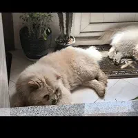 چاو چاو وارداتی نر و ماده|سگ|مبارکه, |دیوار