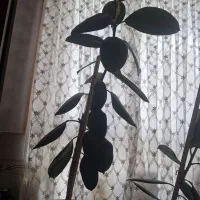 گل فیکوس فروشی