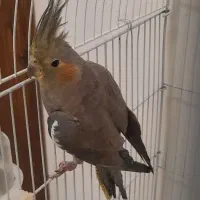 جوجه عروس هلندی|پرنده|قرچک, میرزائی جنوبی|دیوار