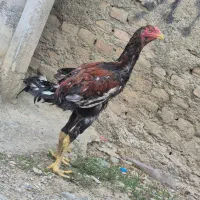 جوجه لاری