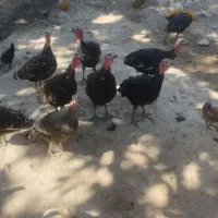 پخت نان محلی()|خوردنی و آشامیدنی|چاروسا, |دیوار