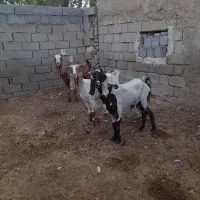 بزپکستانی|حیوانات مزرعه|برازجان, |دیوار