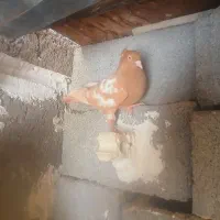 کبوتر میلیمنز ماده