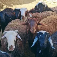 بره نر چاق شقه کش