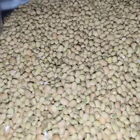 فروش لوبیا فردا در شهر ایلام درجه ۱|خوردنی و آشامیدنی|دره شهر, |دیوار