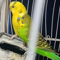 مرغ عشق با قفس