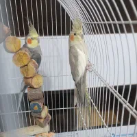 عروس هلندی جفت