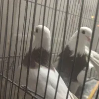 فروش 2عدد نرطوق ویه نرپشت سیاه کفتر|پرنده|بیرجند, |دیوار