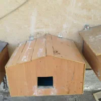 لانه گربه