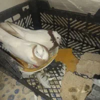 یک جفت طوقی با دوتا تخم