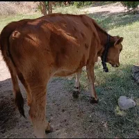 گوساله ماده