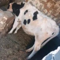 گوساله ماده داشتی هلشتین