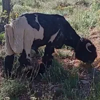 بره قوچی ،قوچ میش