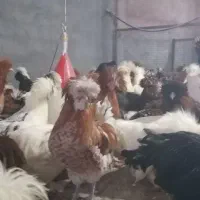 مرغ و خروس محلی وخروس سلطان