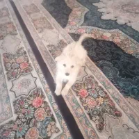 سگ تریر|سگ|شیراز, شهرک ترکان|دیوار