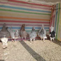 کبوترنامه بر|پرنده|کنگاور, |دیوار