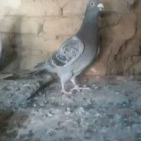 پولک پلاکی نر