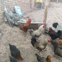مرغ محلی جوان