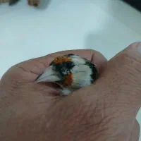 سهره چونه سفیدجوجه قفس|پرنده|فردیس, شهرک شهید حسینی|دیوار