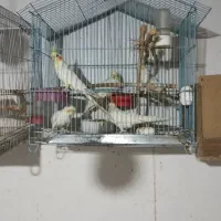 عروس هلندی|پرنده|دلند, |دیوار