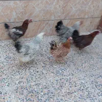 مرغ|حیوانات مزرعه|خرمآباد, |دیوار