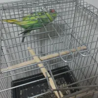 طوطی ملنگو و پایه چرخ داره|پرنده|فولادشهر, مسکن مهر فولادشهر|دیوار