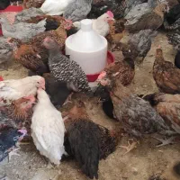 جوجه دورگه گلپایگانی و محلی|حیوانات مزرعه|جم, |دیوار