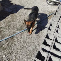 سگ ژرمن|سگ|کرمان, |دیوار