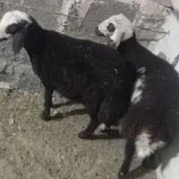 بره میش قوچ