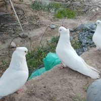 سفید چشم زرد بدون عیب ایراد