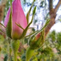 غنچه تازه گل محمدی