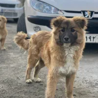 واگذاری سگ نر پاکوتا