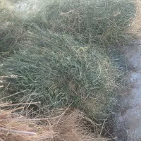 یونجه|لوازم جانبی حیوانات|قیدار, |دیوار