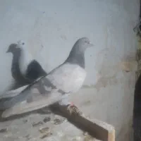 خوشکل ها|پرنده|شاهرود, |دیوار