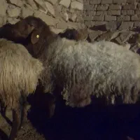 قوچ هترو|حیوانات مزرعه|شیروان (خراسان), |دیوار