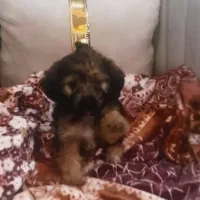 سگ نژاد پودل|سگ|چهارباغ, |دیوار