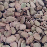 باقالا درشت درجه یک بذری