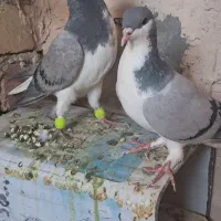خوشرنگ سبز