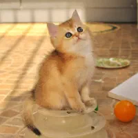 بچه گربه