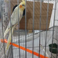 عروس هلندی|پرنده|تهران, دولاب|دیوار