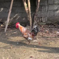 حیوانات مزرعه