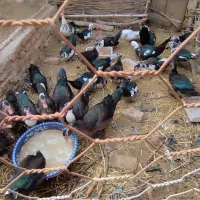 اردک خارجی|حیوانات مزرعه|فاضل آباد, |دیوار