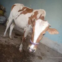 گاو جرسی حامله 7 ماهه|حیوانات مزرعه|بندر ماهشهر, |دیوار