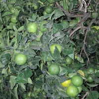 فروش نارنج روی درخت