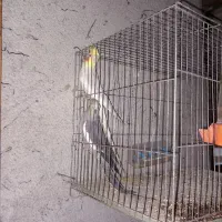 عروس هلندی نر ماده|پرنده|رشت, فرزانه|دیوار