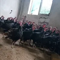 تعداد ۱۰۰ عدد فروش بوقلمون برنز