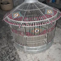 قفس طرقه
